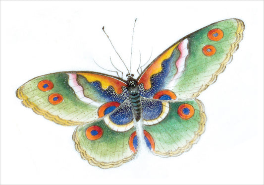Butterfly Small Boxed Cards_Primary
