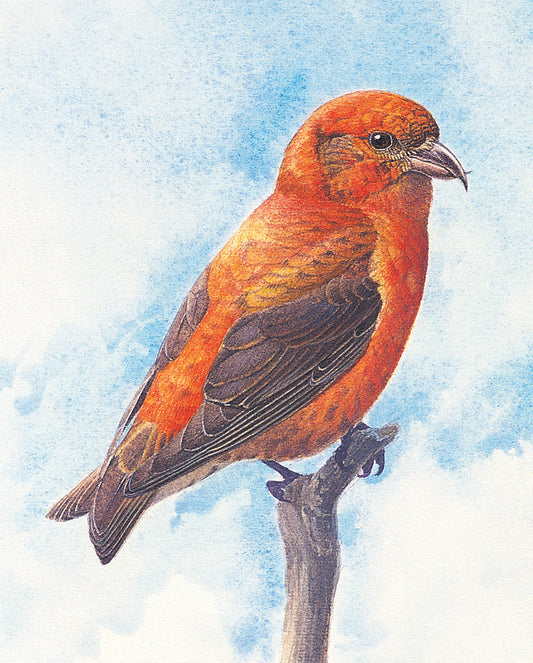 J. Fenwick Lansdowne: Red Crossbill Bookmark_Front_Flat