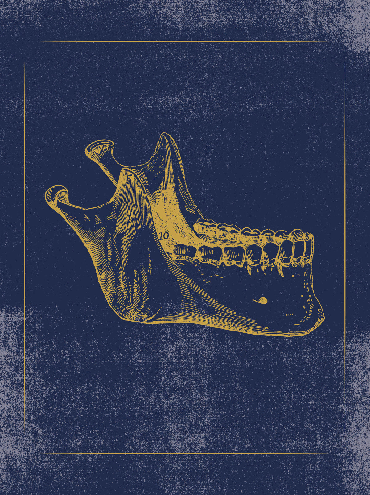 Vintage Anatomy Slipcase Boxed Notecards_Interior_5