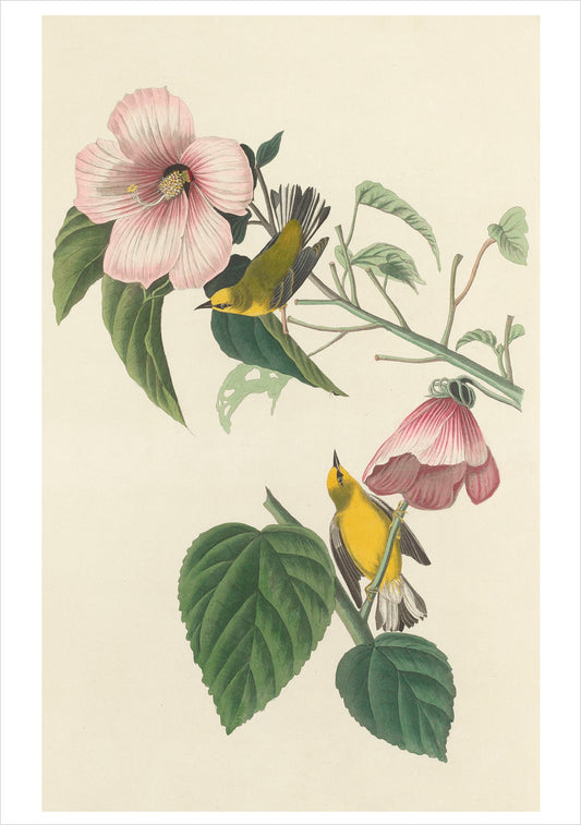 John James Audubon: Songbirds Boxed Notecard Assortment_Front_3D