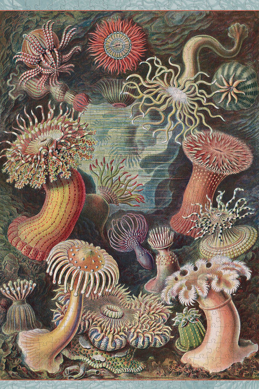 Ernst Haeckel: Sea Anemones 500-Piece Jigsaw Puzzle_Primary