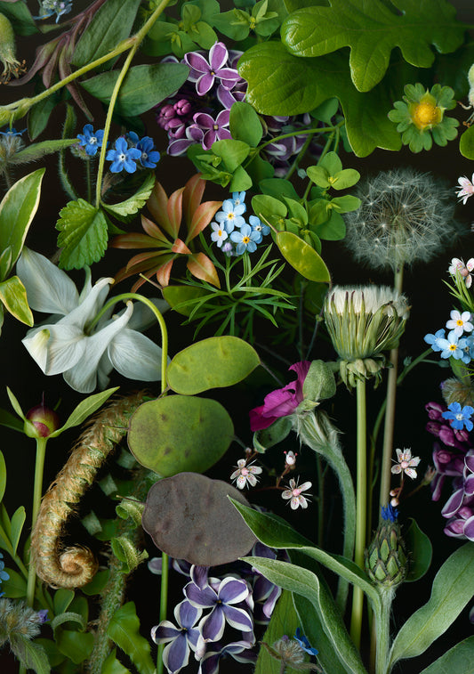 Deb Stoner: Flora Boxed Notecard Assortment_Front_3D