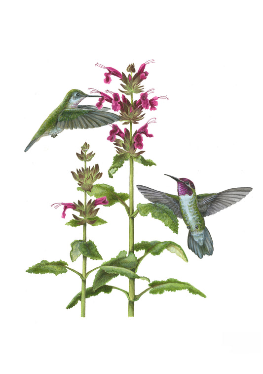 Erin E. Hunter: Pollinators Boxed Notecard Assortment_Front_3D