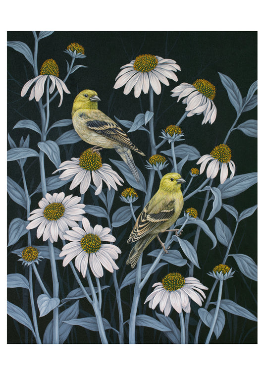 Vasilisa Romanenko: Birds of a Feather Boxed Notecard Assortment_Front_3D