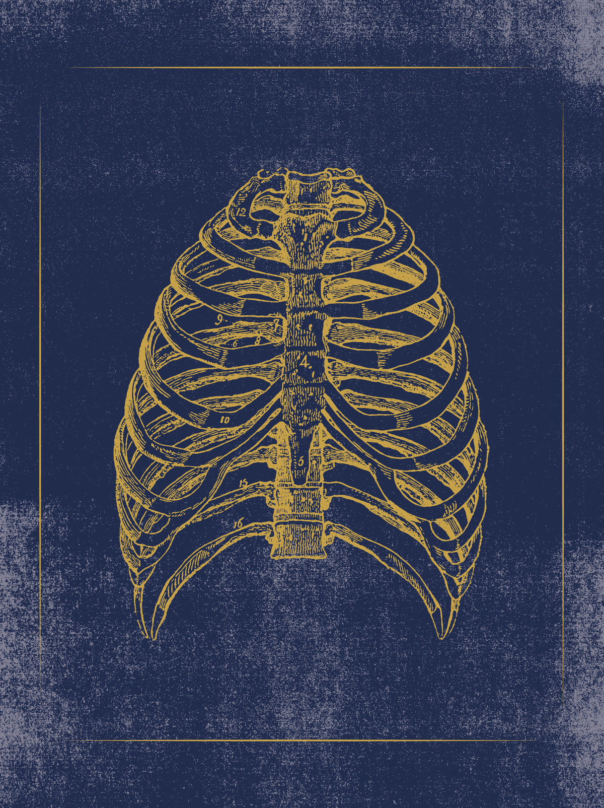 Vintage Anatomy Slipcase Boxed Notecards_Back_Multipiece