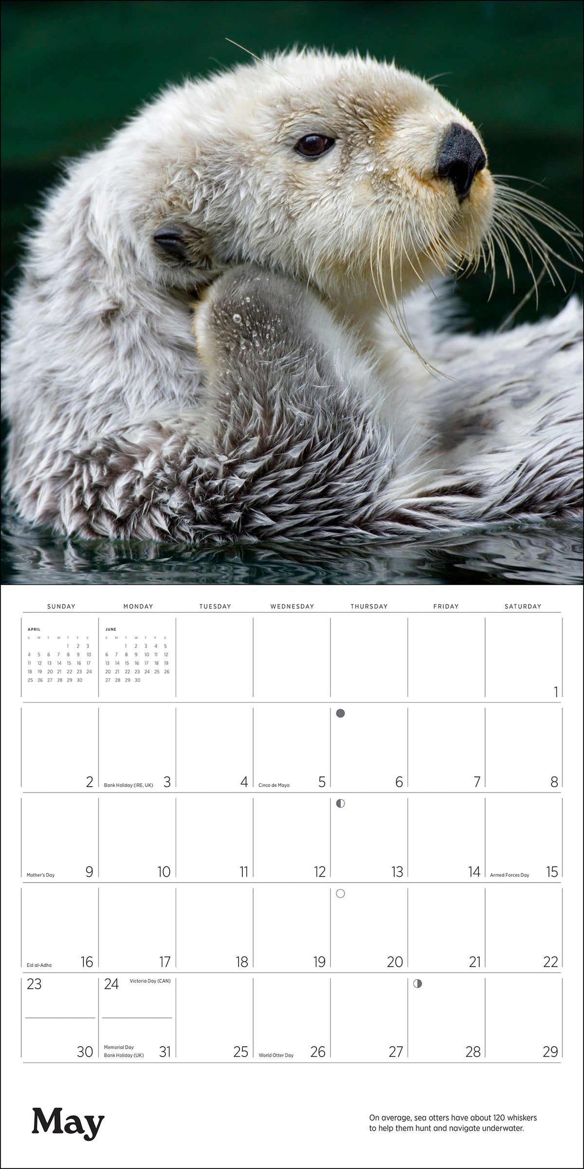 Sea Otters: Photographs by Tom and Pat Leeson 2027 Wall Calendar_Interior_1