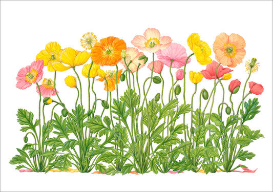 Erin E. Hunter: Iceland Poppies Birthday Card_Front_Flat
