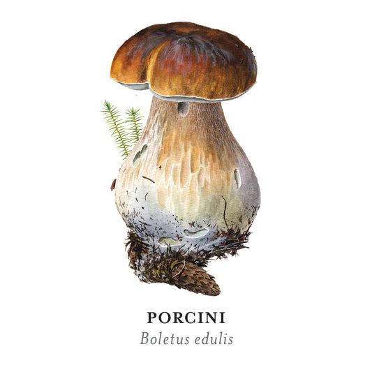 Mushrooms: Alexander Viazmensky Memory Game_Primary