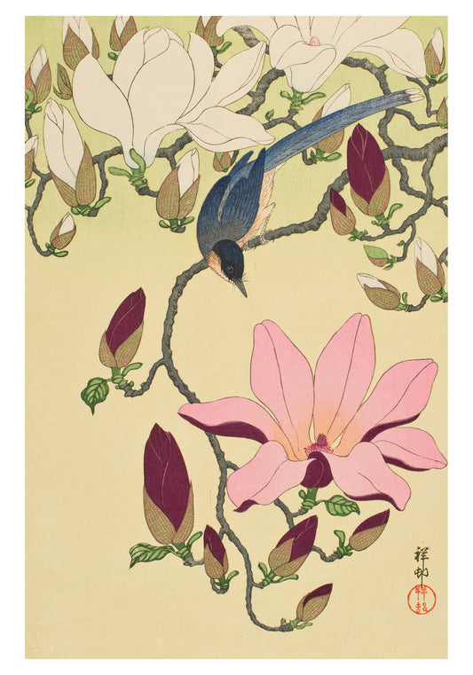 Ohara Shōson: Magnolia and Magpie Small Boxed Cards_Front_3D